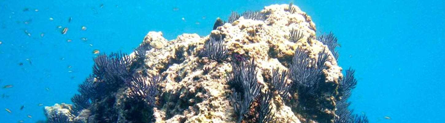 Sails & Whales in Puerto Vallarta 8