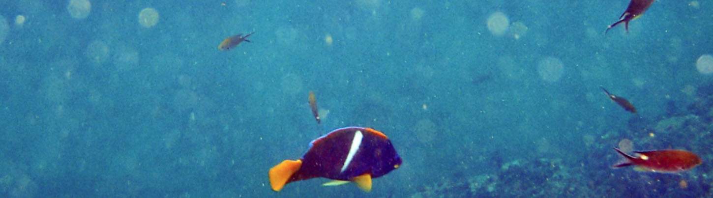 Private Double-Deck Catamaran in Puerto Vallarta 8