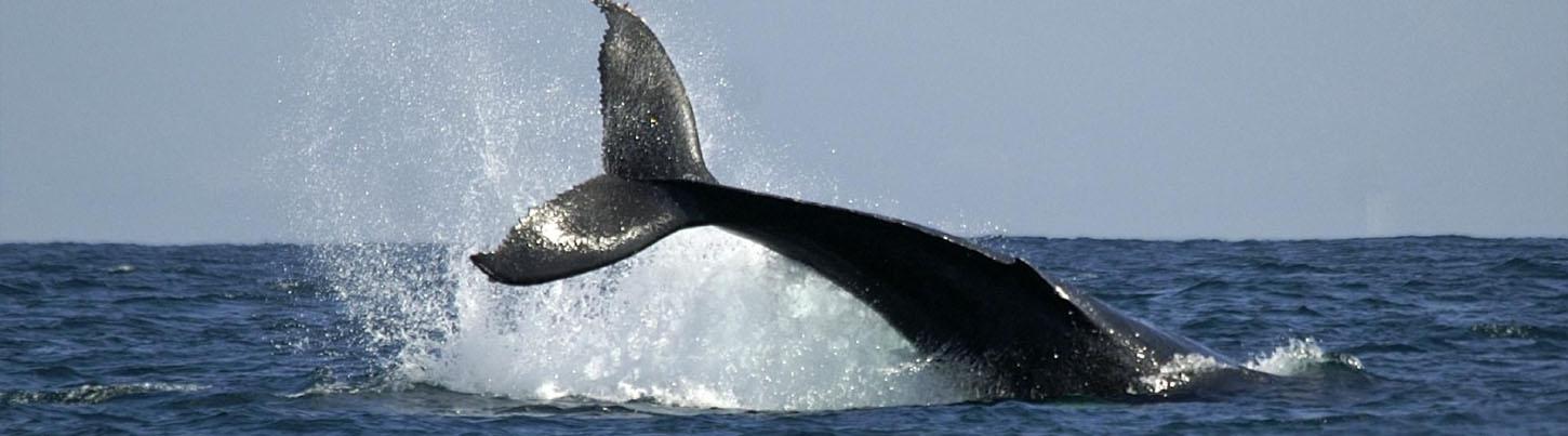 Private Catalina Catamaran Whale Adventure 7