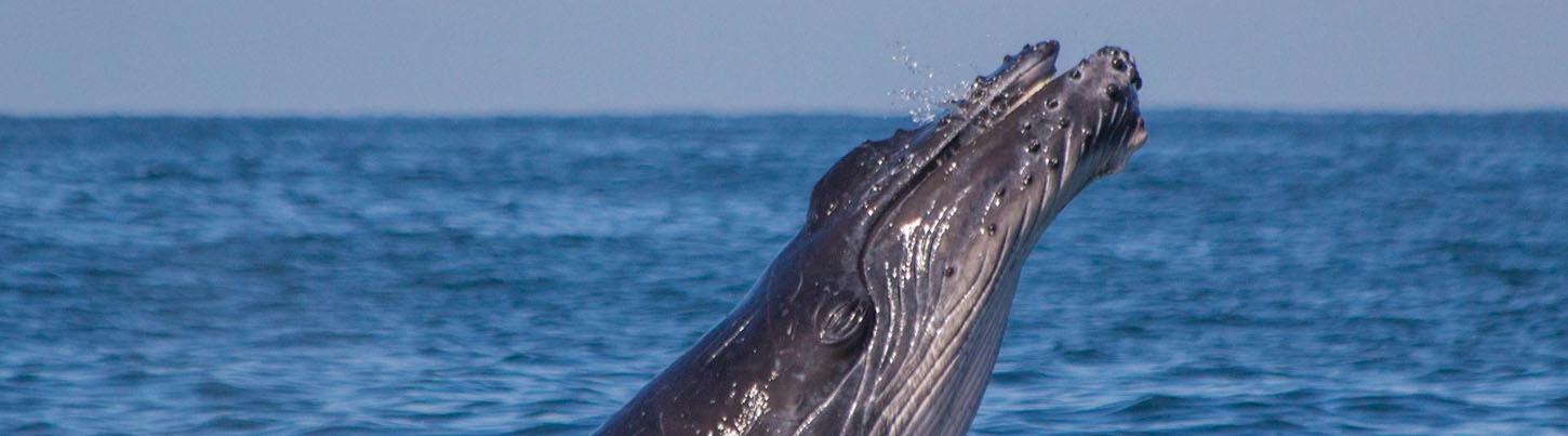 Private Catalina Catamaran Whale Adventure 8