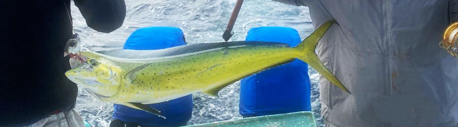 Renta de Panga Privada en la Bahía de Banderas 5