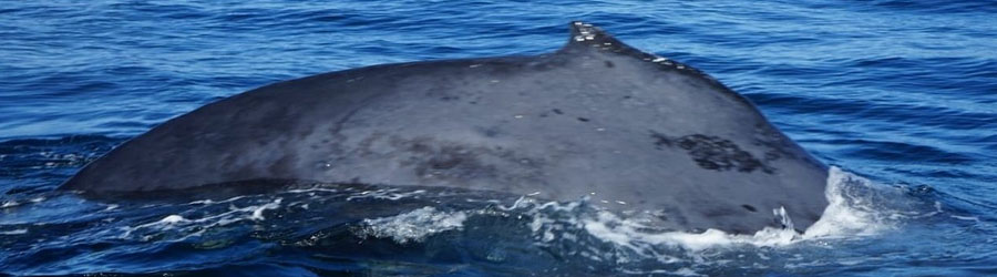 Private Panga Whale Watching Charter 1