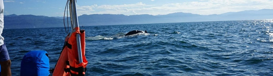 Private Panga Whale Watching Charter 2