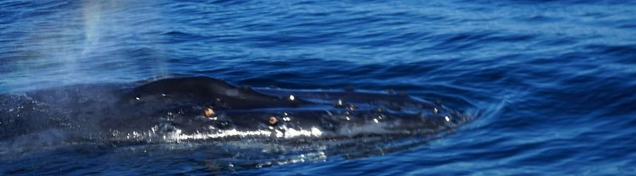 Private Panga Whale Watching Charter 5