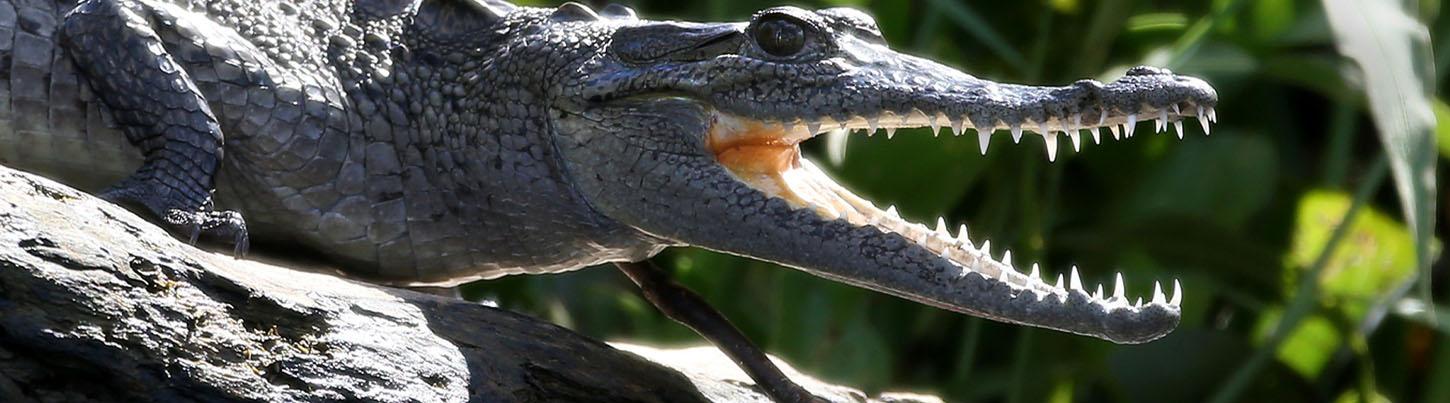 Búsqueda Privada a San Blas & La Tovara 4