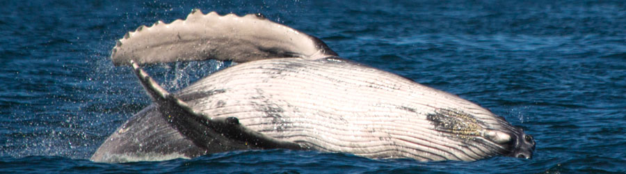 Private Speed Boat Whale Watching in Puerto Vallarta 2