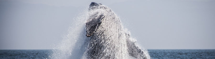 Private Speed Boat Whale Watching in Puerto Vallarta 3