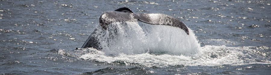 Private Speed Boat Whale Watching in Puerto Vallarta 4