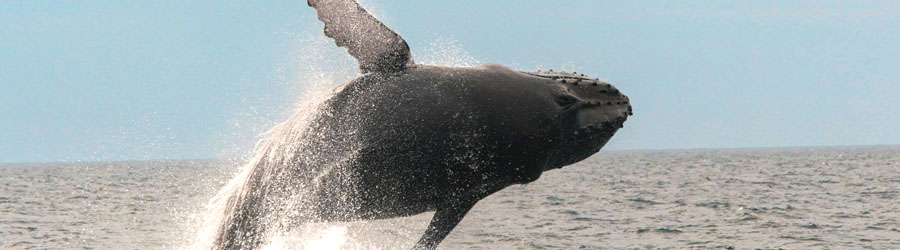 Private Speed Boat Whale Watching in Puerto Vallarta 6