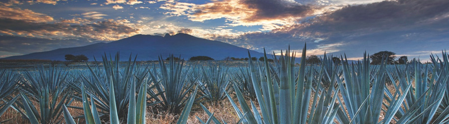 Private Tequila, Jalisco Tour 1