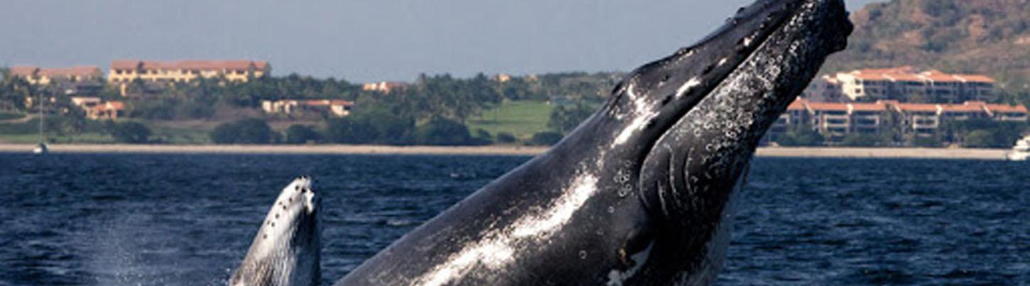 Private Whale Watching Trimaran Expedition 1