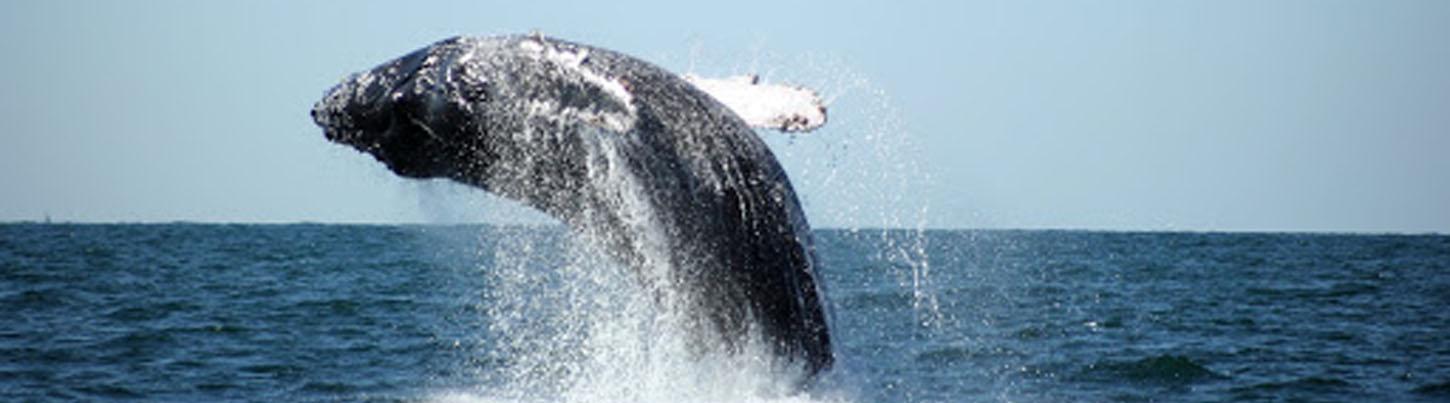 Private Whale Watching Trimaran Expedition 2