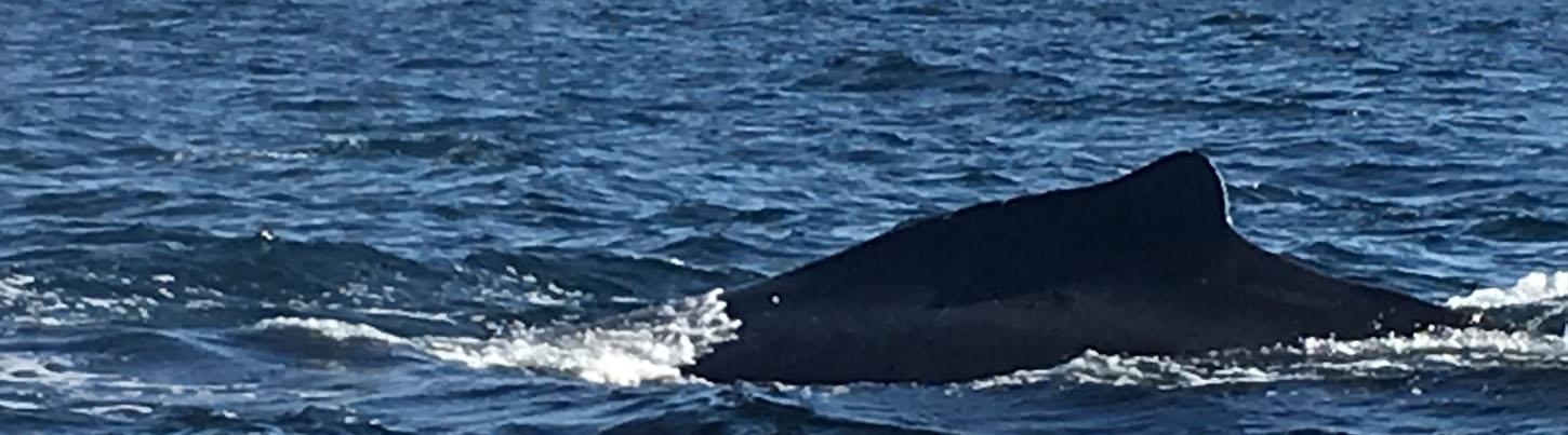 Private Whale Watching Trimaran Expedition 6