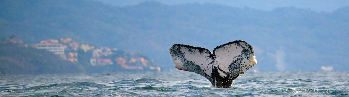 Private Whale Watching Trimaran Expedition 7