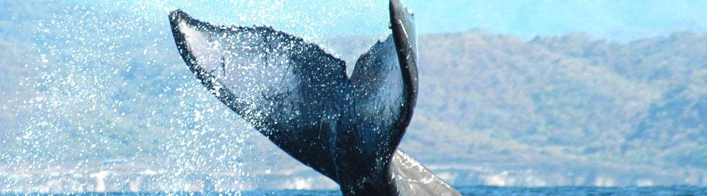 Private Whale Watching in Puerto Vallarta 6