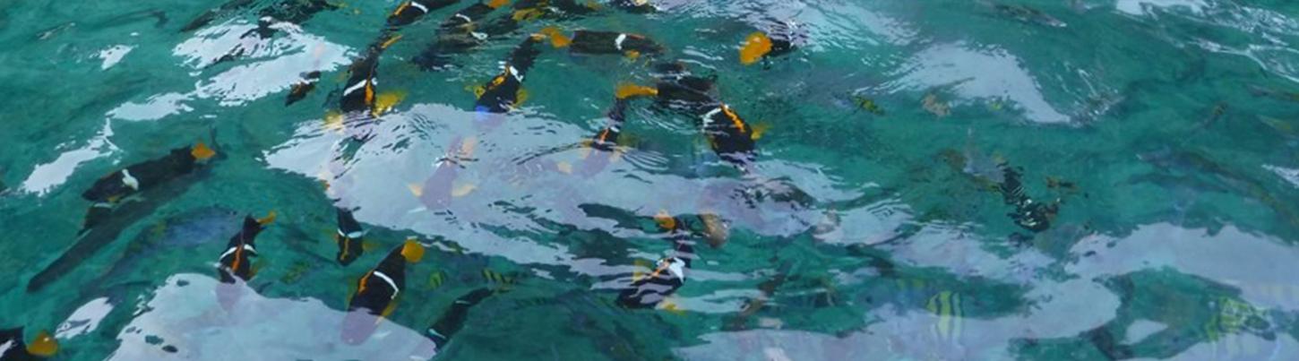 Private Yelapa Adventure 8