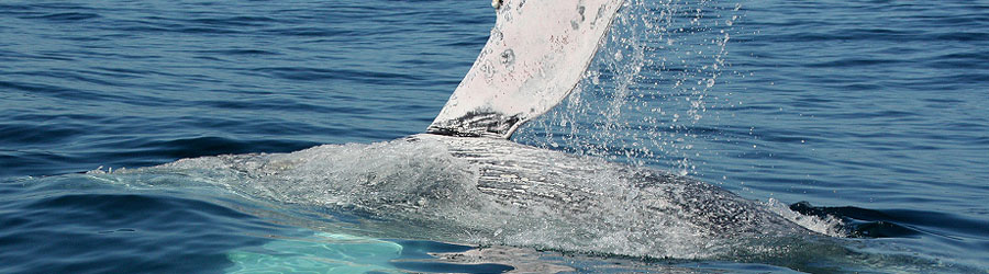 Private Zodiac Whale Watching Tour Puerto Vallarta 1