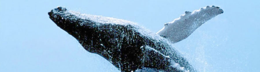 Private Zodiac Whale Watching Tour Puerto Vallarta 3