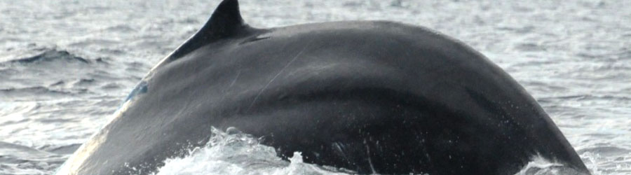 Private Zodiac Whale Watching Tour Puerto Vallarta 4