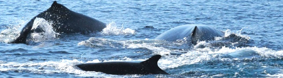 Private Zodiac Whale Watching Tour Puerto Vallarta 5