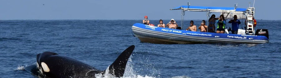 Private Zodiac Whale Watching Tour Puerto Vallarta 6