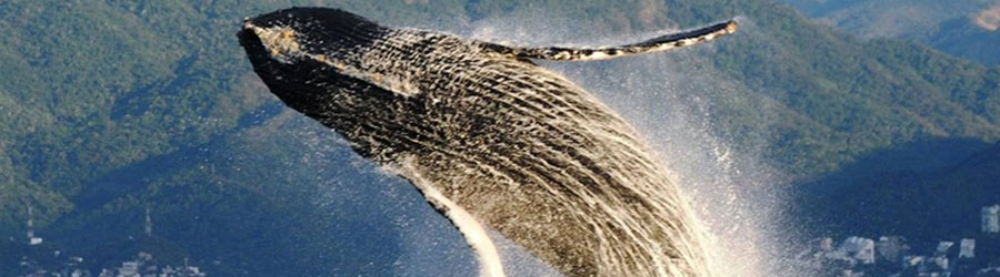 Private Zodiac Whale Watching Tour Puerto Vallarta 7