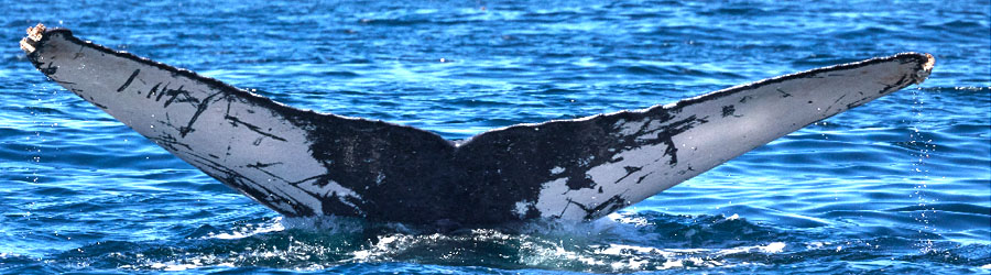 Private Zodiac Whale Watching Tour Puerto Vallarta 8