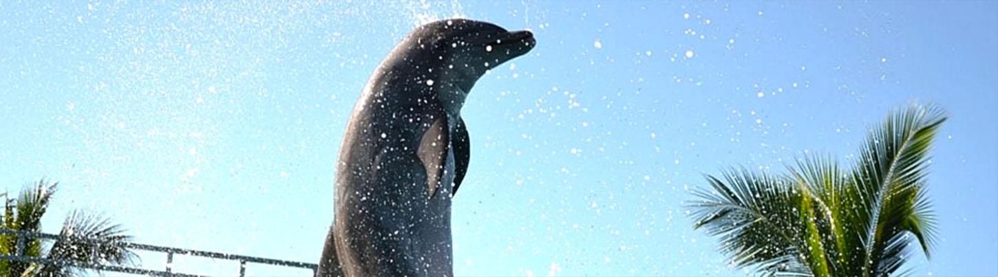 Royal Dolphin Swim + Aquaventuras Water Park 4