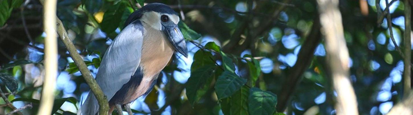 Safari Float en La Tovara + Aventura Ecológica en San Blas Nayarit 5