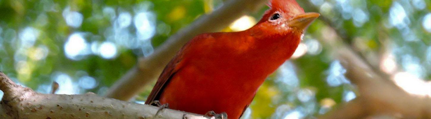 Safari Float en La Tovara + Aventura Ecológica en San Blas Nayarit 7