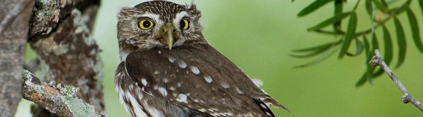 Birding San Sebastian & Colonial Culture Tour 4