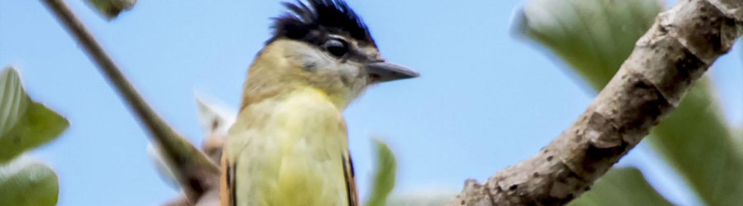 Birding San Sebastian & Colonial Culture Tour 7