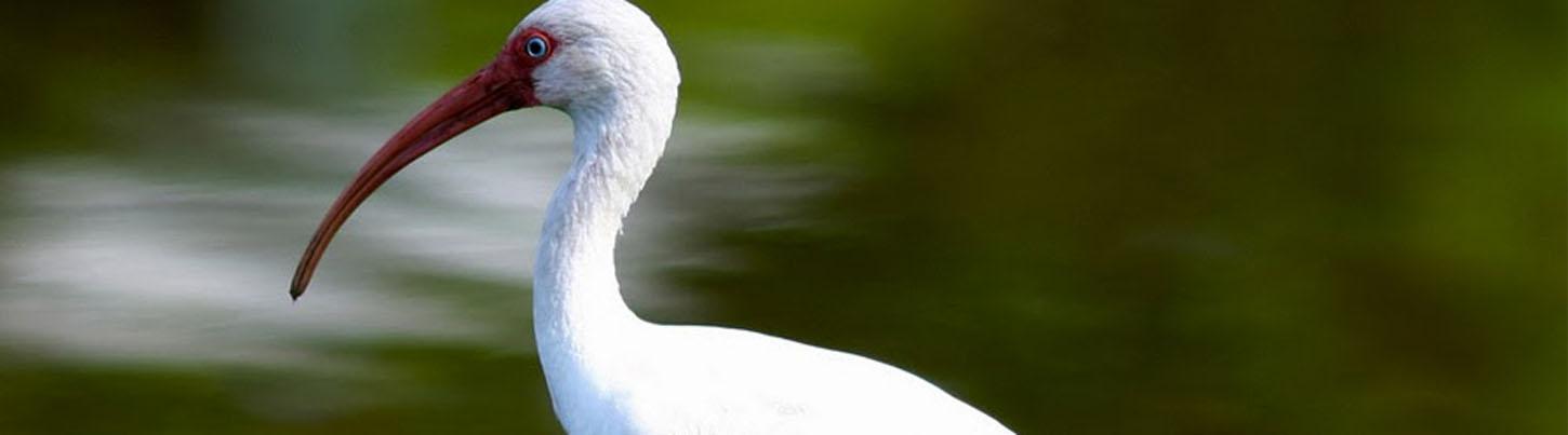Avistamiento de Aves en las Tierras Altas de la Sierra Madre & El Tuito 1
