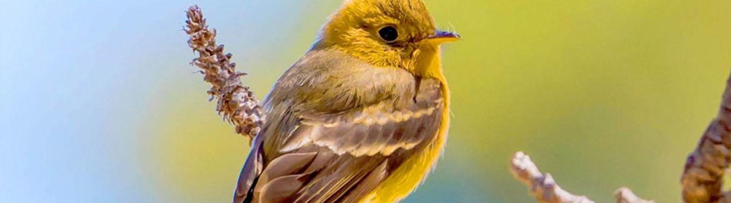 Avistamiento de Aves en las Tierras Altas de la Sierra Madre & El Tuito 3