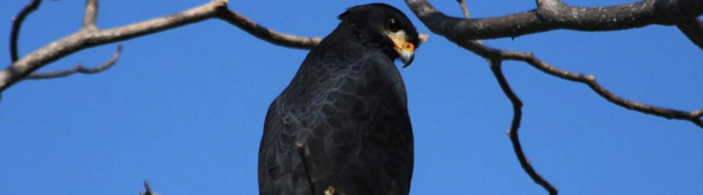 Avistamiento de Aves en las Tierras Altas de la Sierra Madre & El Tuito 6
