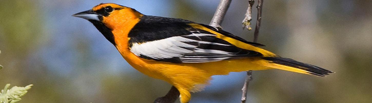 Avistamiento de Aves en las Tierras Altas de la Sierra Madre & El Tuito 7