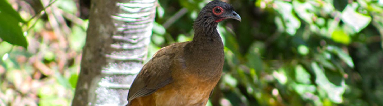 Avistamiento de Aves en las Tierras Altas de la Sierra Madre & El Tuito 8
