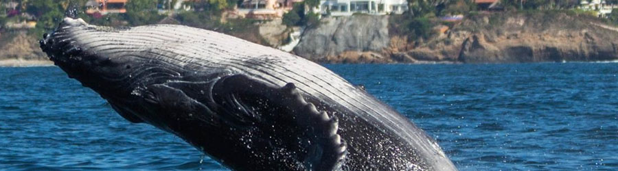 Small Boat Whale Watching Banderas Bay 1