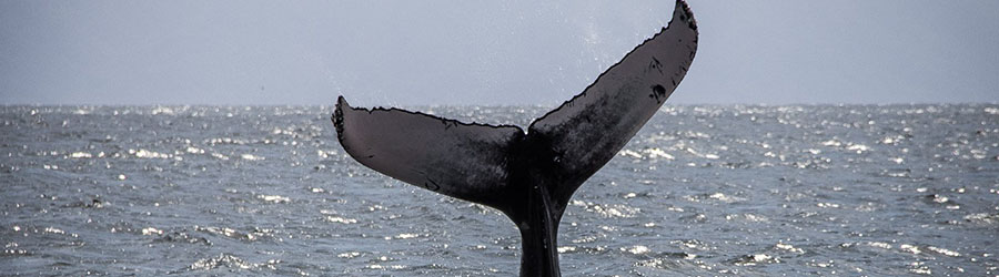 Small Boat Whale Watching Banderas Bay 3