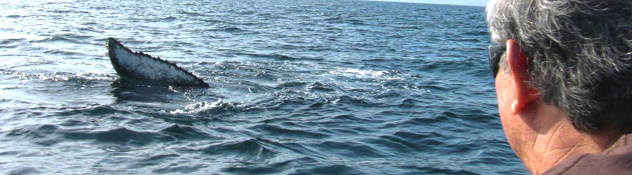 Small Boat Whale Watching Banderas Bay 4