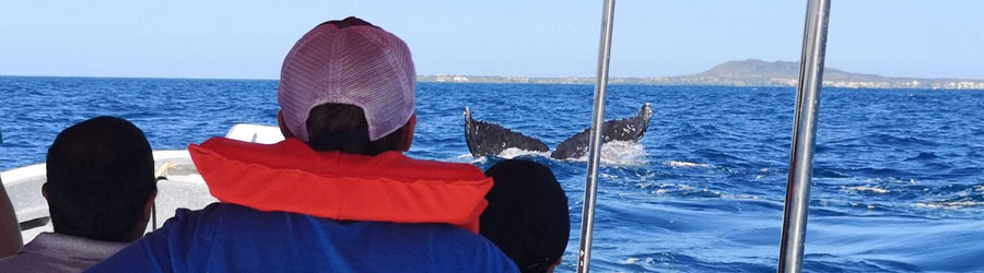 Small Boat Whale Watching Banderas Bay 6