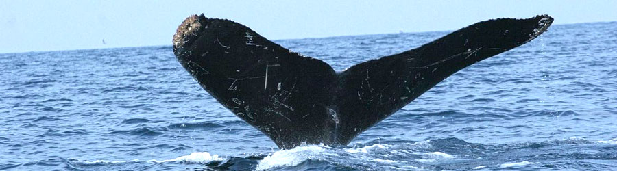 Small Boat Whale Watching Banderas Bay 8