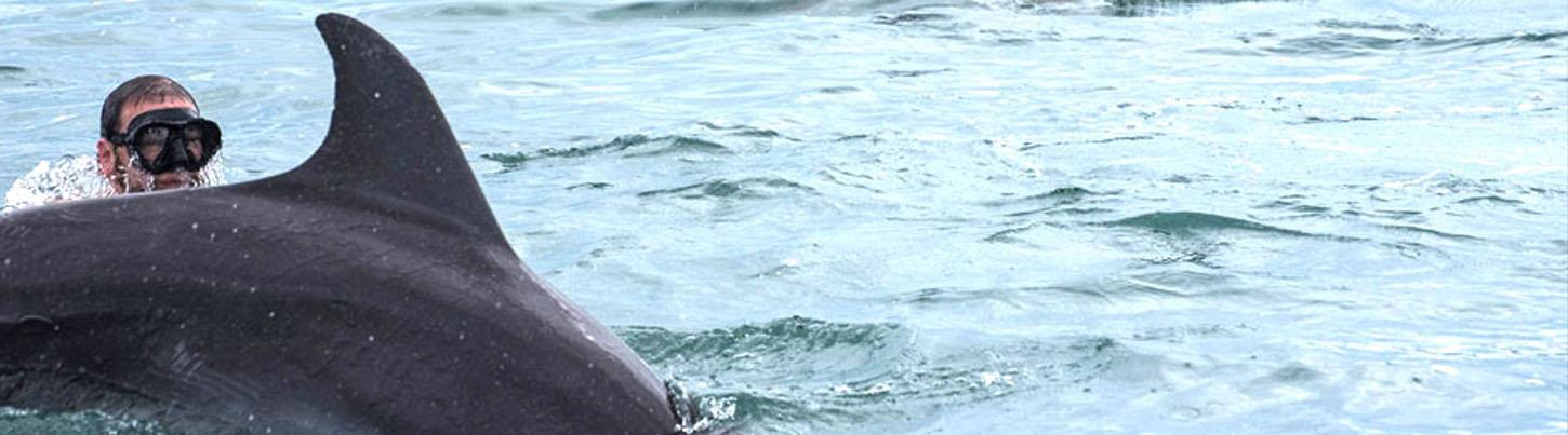 Snorkel With Wild Dolphins 5