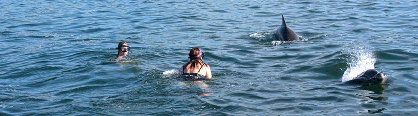 Snorkel With Wild Dolphins 7