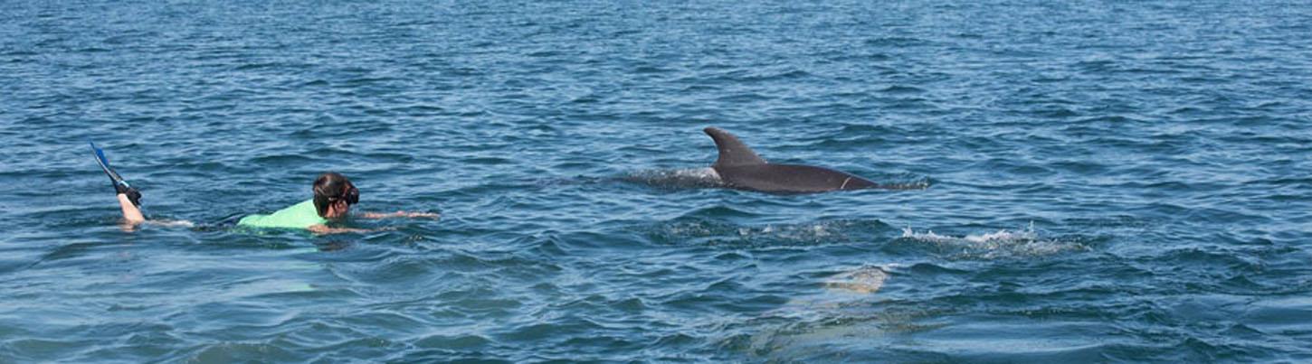 Snorkel With Wild Dolphins 8