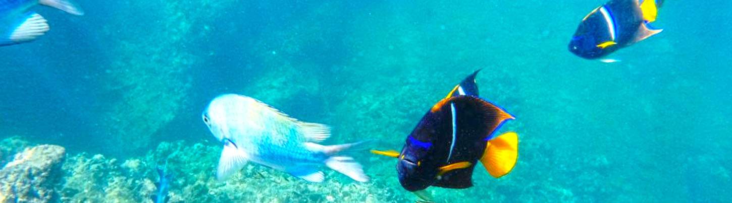 Majahuitas & Los Arcos Snorkeling Puerto Vallarta 4