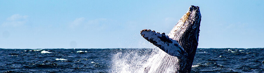 Avistamiento de Ballenas en Lancha Rápida por Puerto Vallarta 1