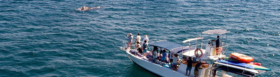 Avistamiento de Ballenas en Lancha Rápida por Puerto Vallarta 2