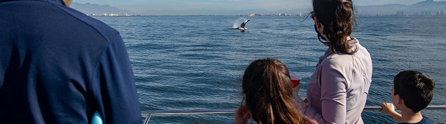 Avistamiento de Ballenas en Lancha Rápida por Puerto Vallarta 3