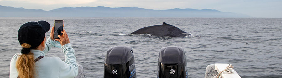 Avistamiento de Ballenas en Lancha Rápida por Puerto Vallarta 4